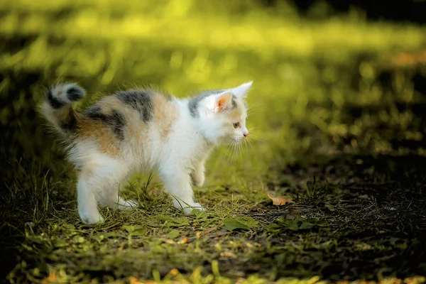 小猫在草地上 — 图库照片