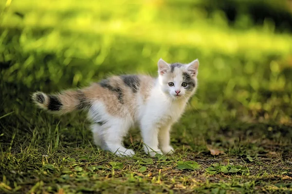 Çayır üzerinde yavru kedi — Stok fotoğraf