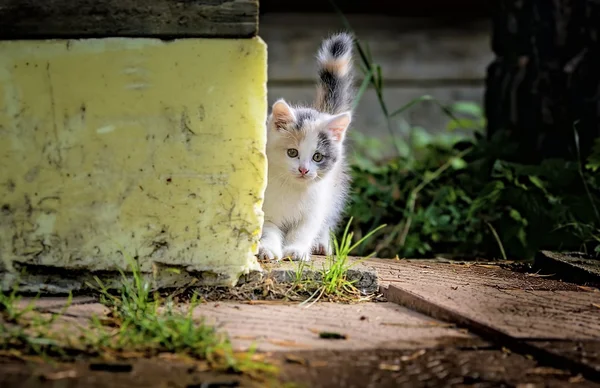 小猫从角落里偷看出来 — 图库照片