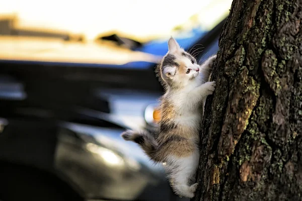 小猫爬上树 — 图库照片