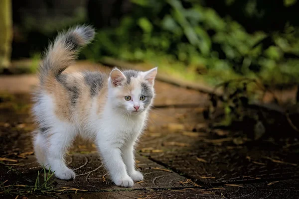 Yükseltilmiş bir kuyruklu yavru kedi — Stok fotoğraf