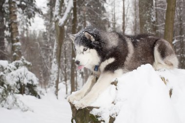 Meraklı köpek içinde belgili tanımlık kar. Kış. Orman. Husky