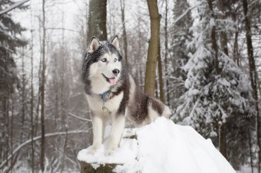 Asil köpek kış orman içinde. Husky