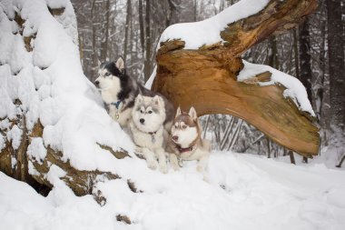 Grup köpek kış ormanın içinde. Husky