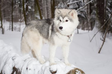 bir oturum açma yalan kabarık güzel köpek. Kış. Husky