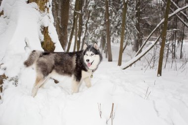 büyük kabarık güzel köpek kış kar üzerinden gider. Husky