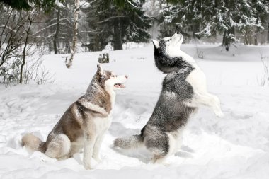 Husky arka ayakları üzerinde duruyor. kar. Kış.