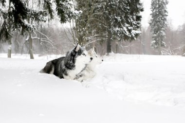 köpek yavrusu husky ve karda yalan Samoyed