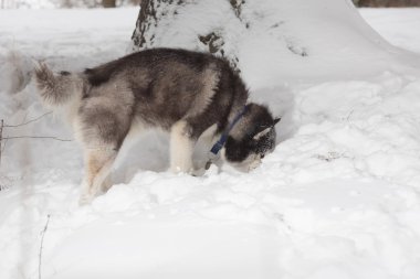 köpek karda görünüyor.