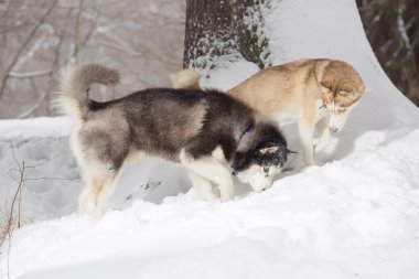 İki köpek karda arıyorsunuz.