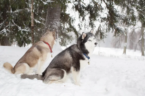 Husky ve sněhu. Zima. Les. — Stock fotografie