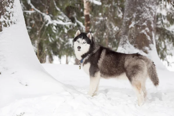 Schöner Husky. Winter. Wald. — Stockfoto