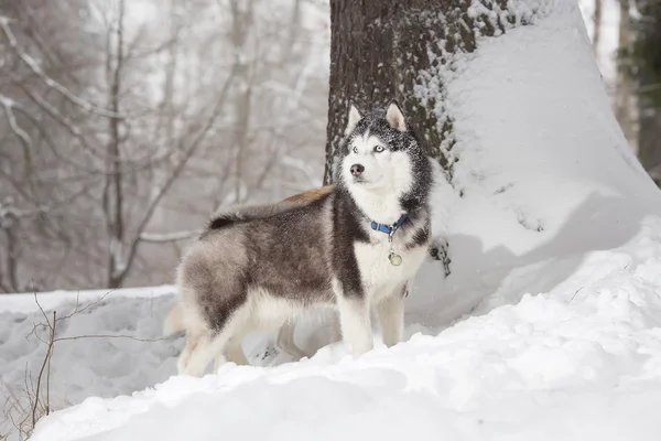 Hund auf der Jagd. Winter. — Stockfoto