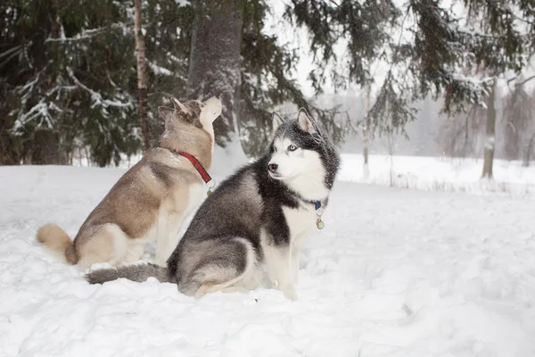 Dwa psy siedzą w śniegu i rozejrzeć. Zimą. Lasu. Husky — Zdjęcie stockowe