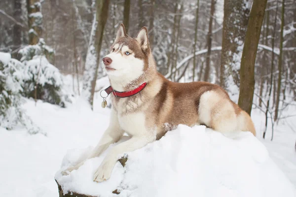 Roter Hund im Schnee. Winter. Wald. Husky — Stockfoto