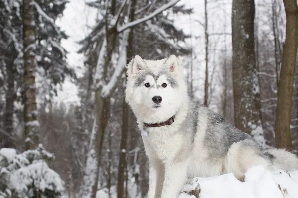 Flauschiger Hund im Winterwald. Husky — Stockfoto