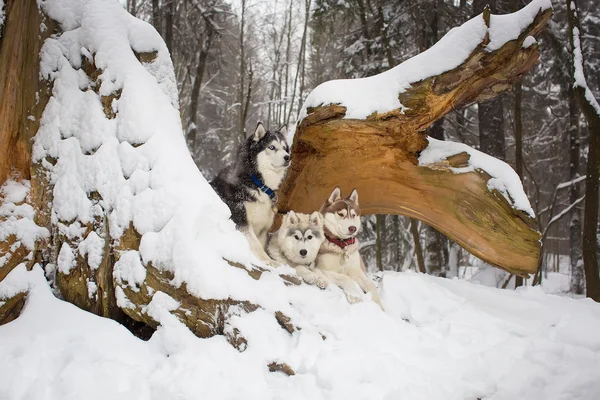 group of dogs in a snowy forest. husky