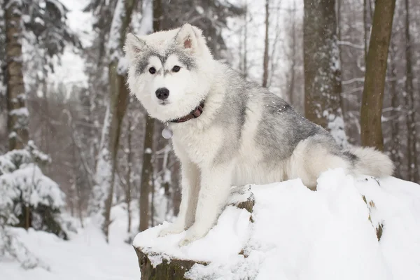 Niedlichen flauschigen Hund im Winter Wald. Husky — Stockfoto