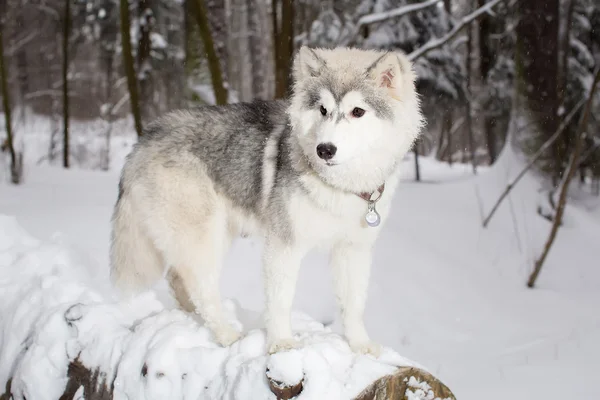 Flauschig schöner Hund auf einem Baumstamm liegend. Winter. Husky — Stockfoto