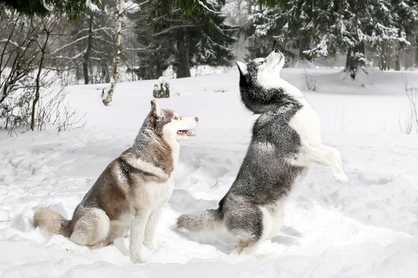 Husky de pé em suas pernas traseiras. neve. inverno . — Fotografia de Stock