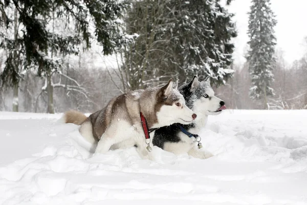 Dwie dorosłe psy grać w śniegu. Husky. wiek 3 lata — Zdjęcie stockowe