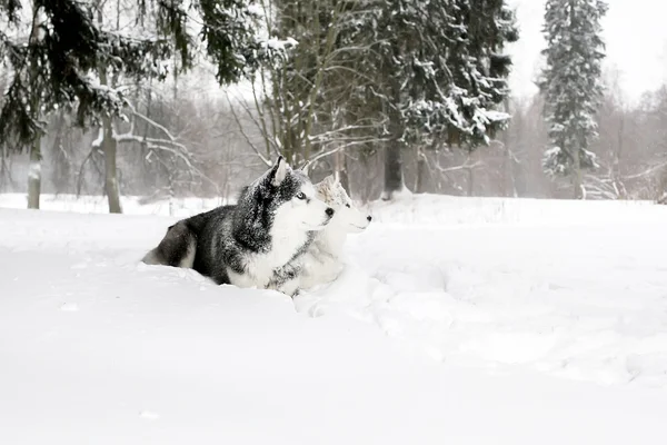 Chiot husky et Samoyed couché dans la neige — Photo