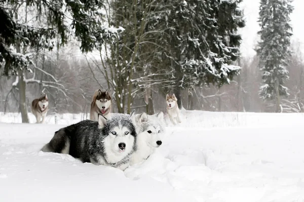 Une meute de huskies dans une forêt enneigée — Photo