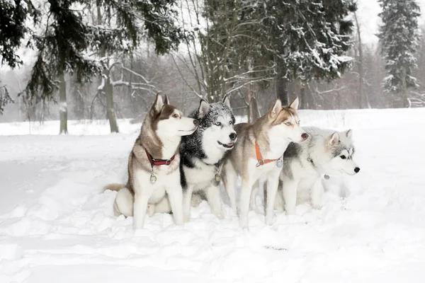 Grup dört köpek içinde belgili tanımlık kar sürüklenir. Husky. yaş 3 yıl — Stok fotoğraf