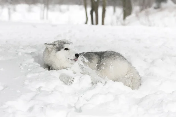 雪の中で横になっている白いハスキーの子犬。子犬が怖い — ストック写真