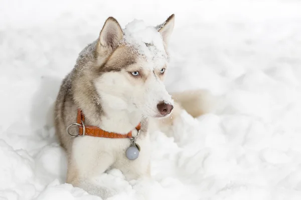 Hundefratzen. Neugier. Husky. — Stockfoto