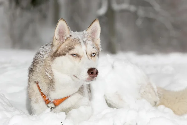 Hundefratzen. Knifflig. Husky. — Stockfoto