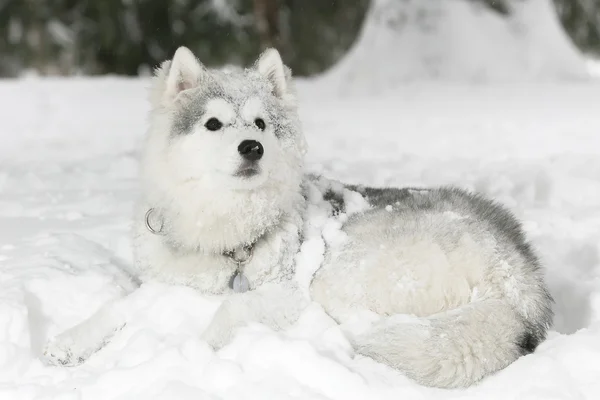 Vackra fluffiga husky valp om i snön. vit färg — Stockfoto