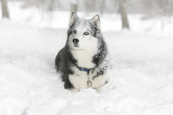 Hund im Schnee. Samowar. — Stockfoto