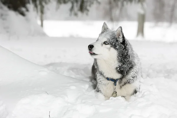 Chien dans la neige. Samoyed. Curieux — Photo