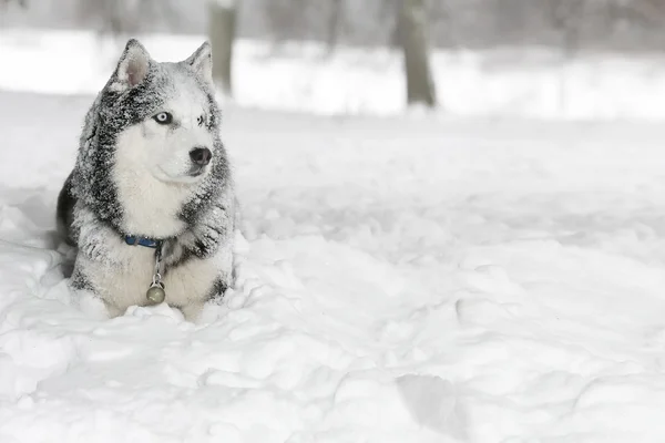 Hund im Schnee. Samowar. Blick in die Ferne — Stockfoto