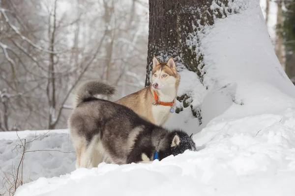 Zwei Hunde suchen im Schnee. Huskys und Husky — Stockfoto