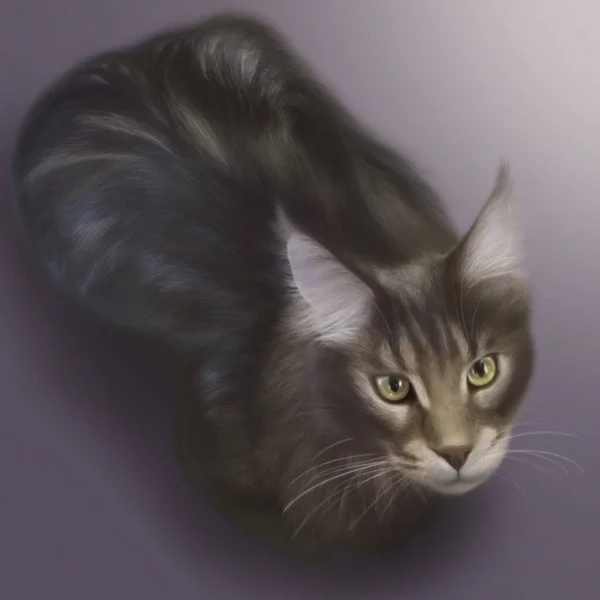 Ilustración Cat Maine Coon — Foto de Stock