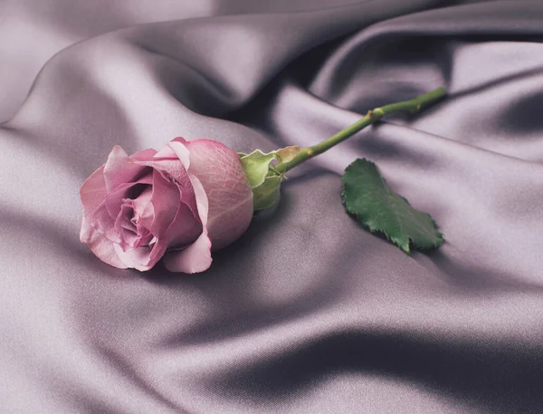 Rose flower aesthetic wallpaper Stock Photos, Royalty Free Rose flower aesthetic wallpaper Images | Depositphotos Rose flower aesthetic wallpaper Stock Photos, Royalty Free Rose flower aesthetic wallpaper Images | Depositphotos