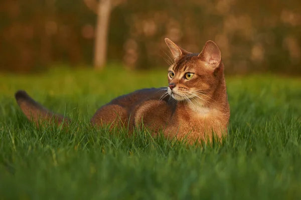 Любопытная Абиссинская Кошка Лежащая Высокой Траве — стоковое фото