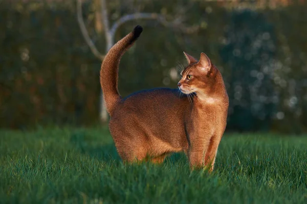 curious abyssinian cat with lifted tail stand in high lawn grass