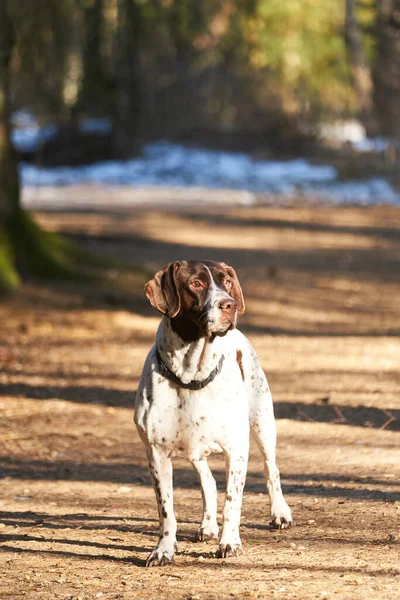 Old Danish Pointer dog standing on path in forest in winter