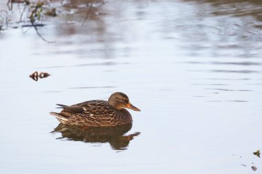Dişi yaban ördeği küçük gölde rahatça yüzüyor.                               