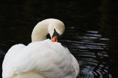  Suda yüzerken kanat tüylerini tımar eden beyaz kuğu.                               