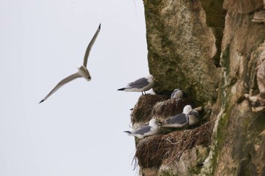       Danimarka 'nın Kuzey Denizi kıyısındaki Bulbjerg' deki kireçtaşı kayalıklarında yuva yapan siyah bacaklı kedi yavrusu.                         