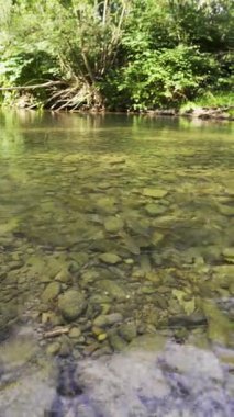 Doğal ortamda alabalıklar. Vahşi, berrak bir dağ nehrinde alabalıklar. Sudaki balıklar. Balığı besliyorum. Dikey görünüm.