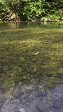 Balıklar nehirde yiyecek için savaşır. Vahşi, berrak bir dağ nehrinde alabalıklar. Sudaki balıklar. Balığı besliyorum. Dikey görünüm. Nehirdeki en iyi balık manzarası. Metin için boşluk.