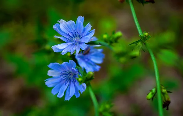 Fleurs, printemps, chicorée, nature, beauté, fleur bleue — Photo