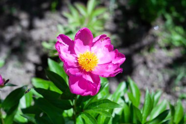 Bahçedeki bitkilerin gündüz makro fotoğrafları.