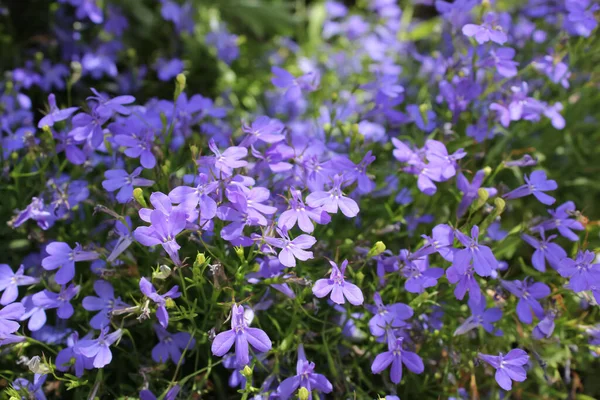 Overdag Macro Foto Van Planten Uit Tuin — Stockfoto