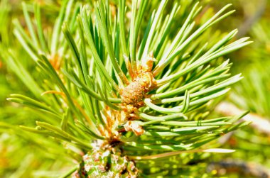 çam dalı, Borovoe, Kazakistan